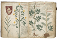 the Codex Bellunensis (an old and yellowed book) open to diagrams of a plant with yellow flowers.