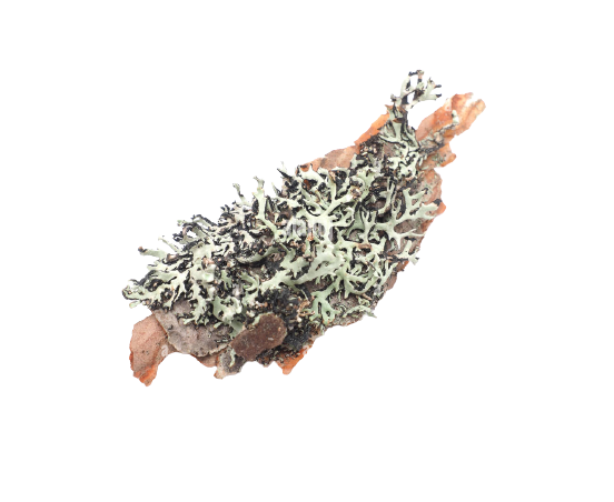 a tube lichen on a piece of bark