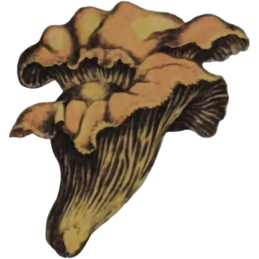 an illustration of a brown fungus with visible gills and a wobbly top